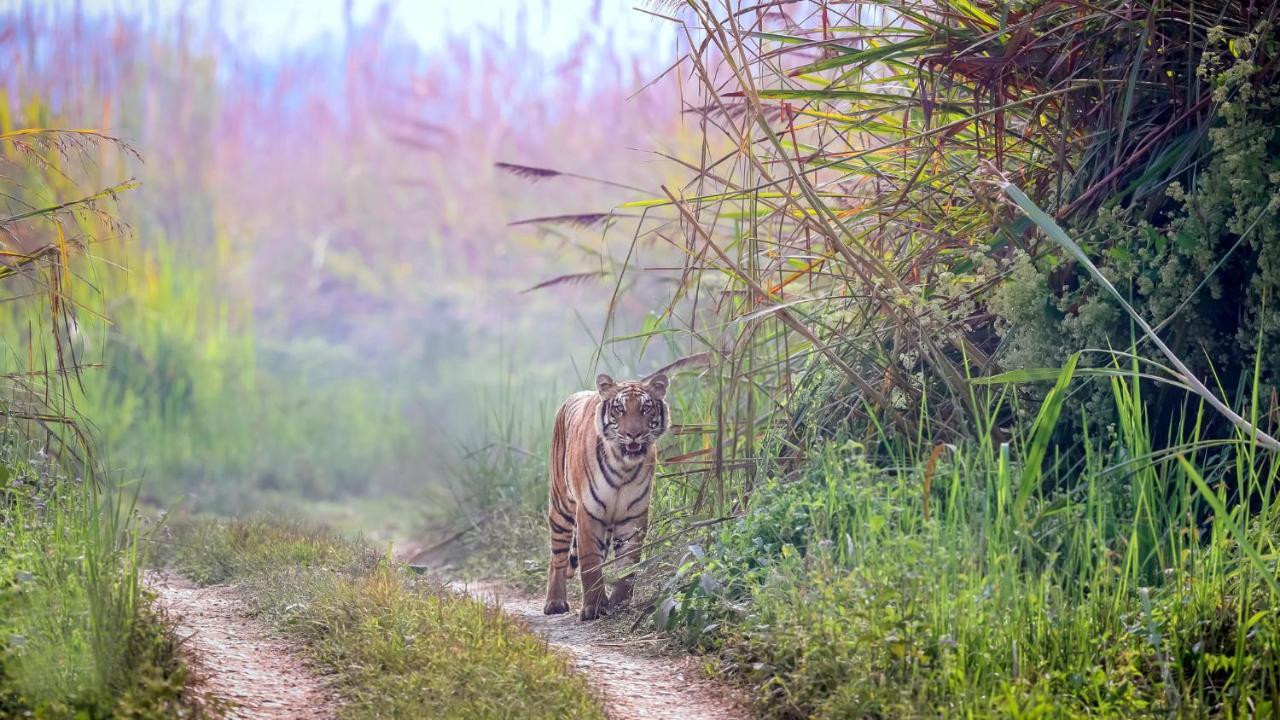 Park Safari Resort Sauraha Esterno foto